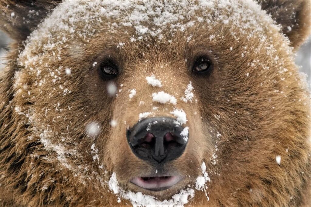 Optimistic Forecasts Appear Bleak as Bitcoin, Ethereum Keep Trending Lower, BTC and ETH Flows Diverge