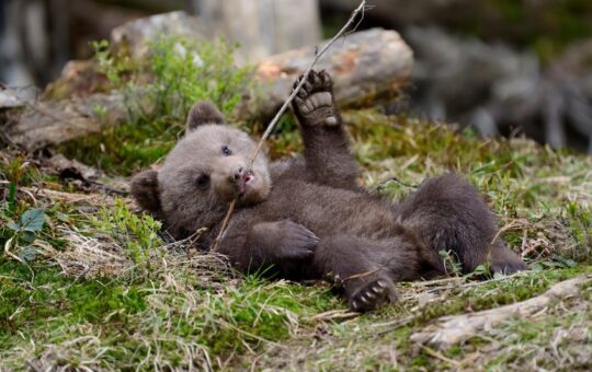 Messari report shows BTC volatility fell in Q3