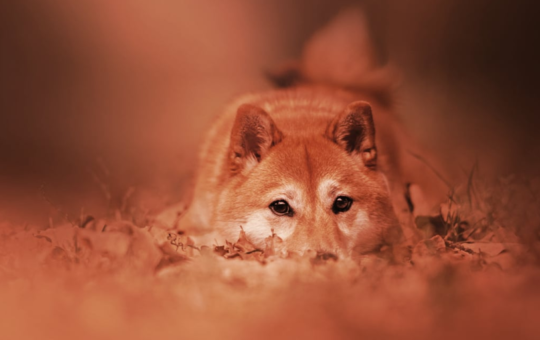 Dogecoin Drops Sharply After Twitter Blue Bird Returns